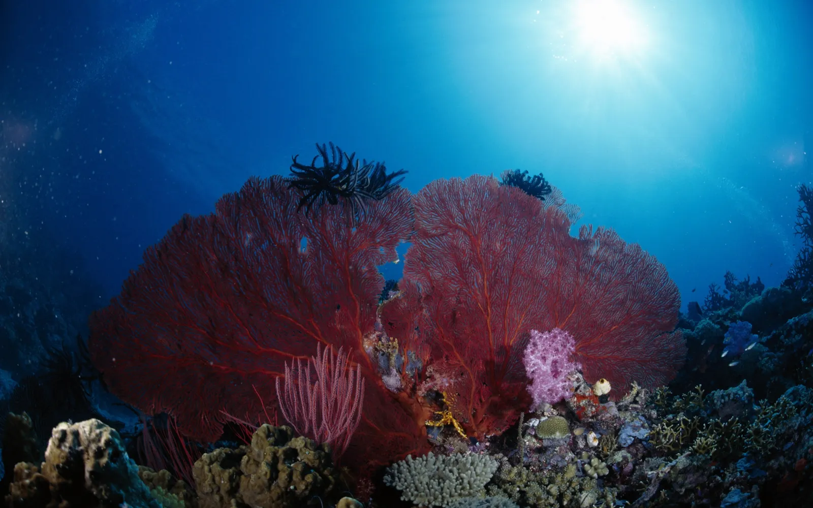 Underwater scene with large red sea fans, colorful corals, and small fish in clear blue water with sun rays.