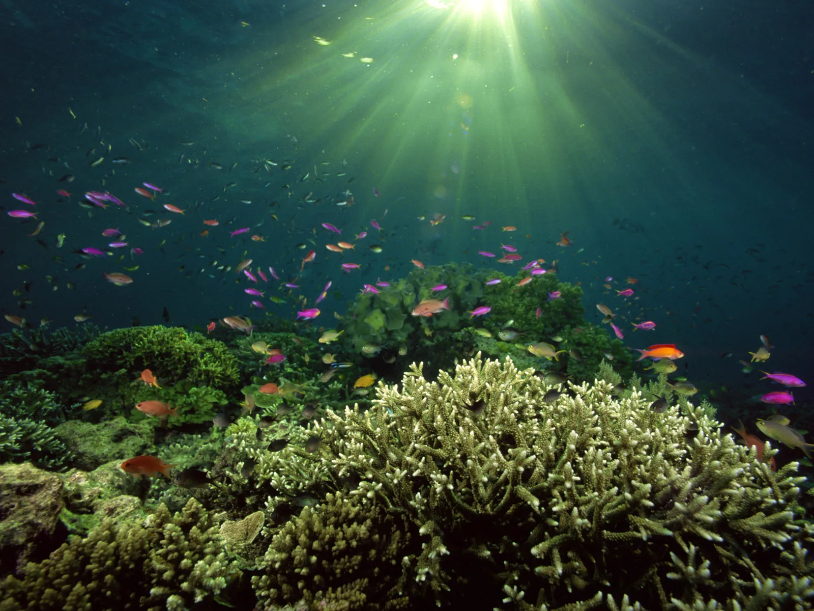 Sunlight streams down through the ocean water, illuminating a vibrant coral reef teeming with colorful fish.
