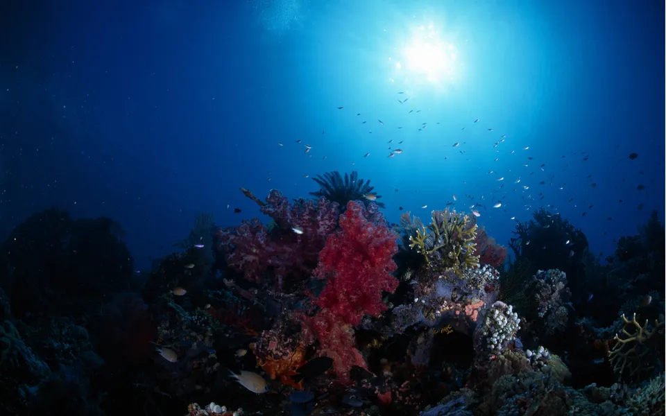 A colorful coral reef with various fish swimming around, illuminated by sunlight filtering from the surface.