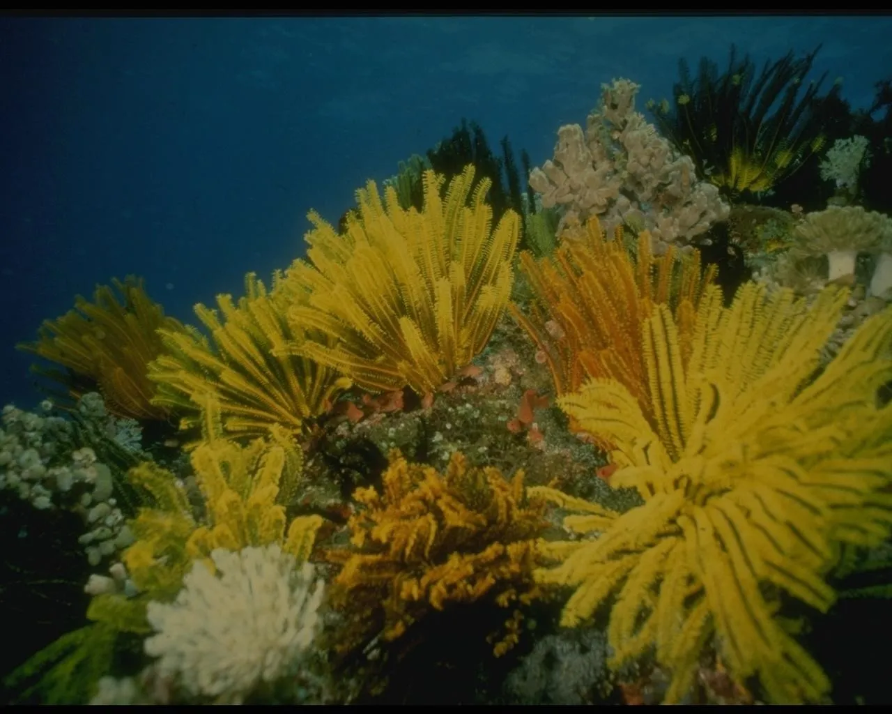 Close-up view of bright yellow feather stars and other colorful corals on the ocean floor.