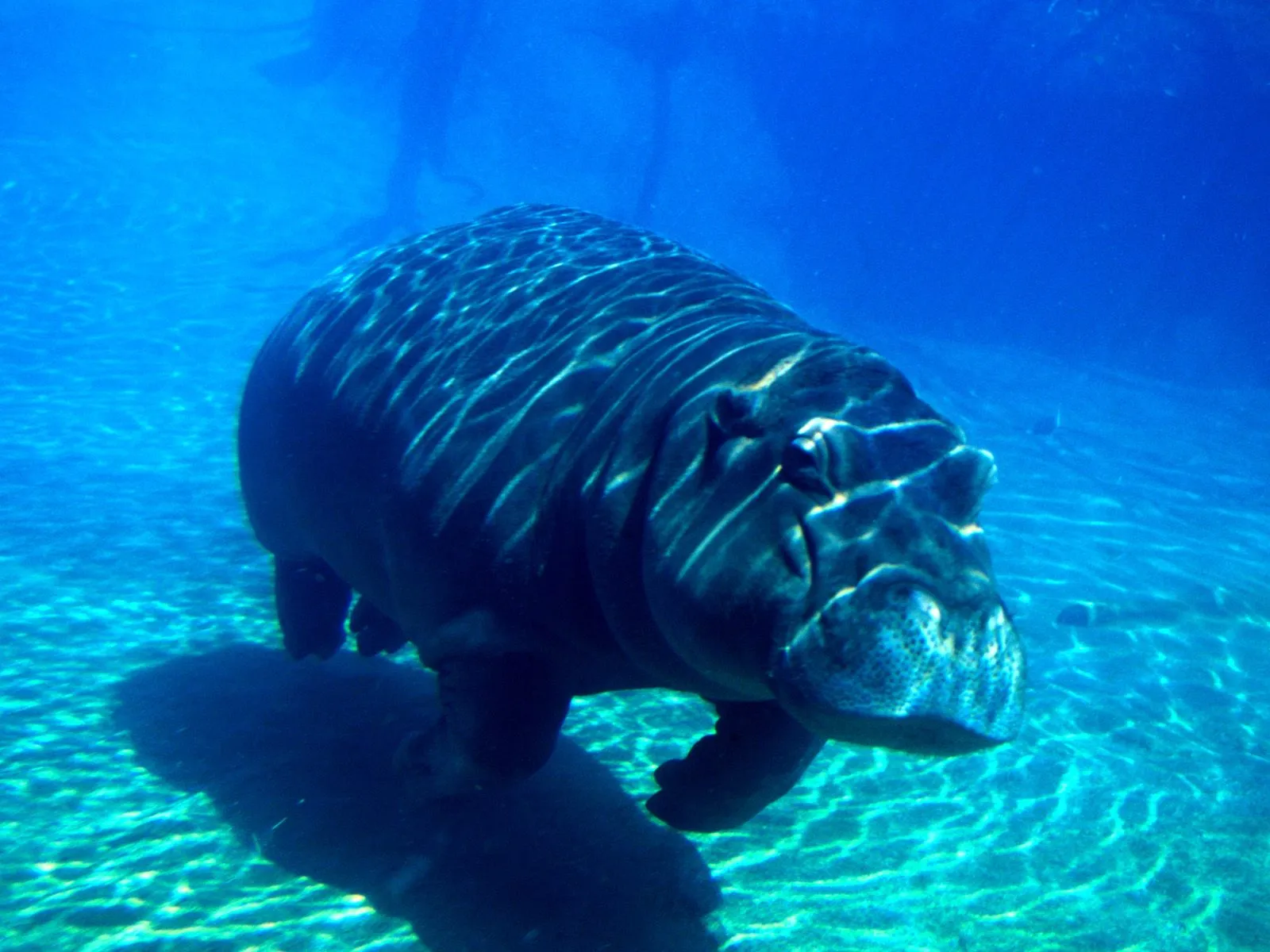 A large hippopotamus swims underwater in clear blue water, with sunlight creating patterns on its back.
