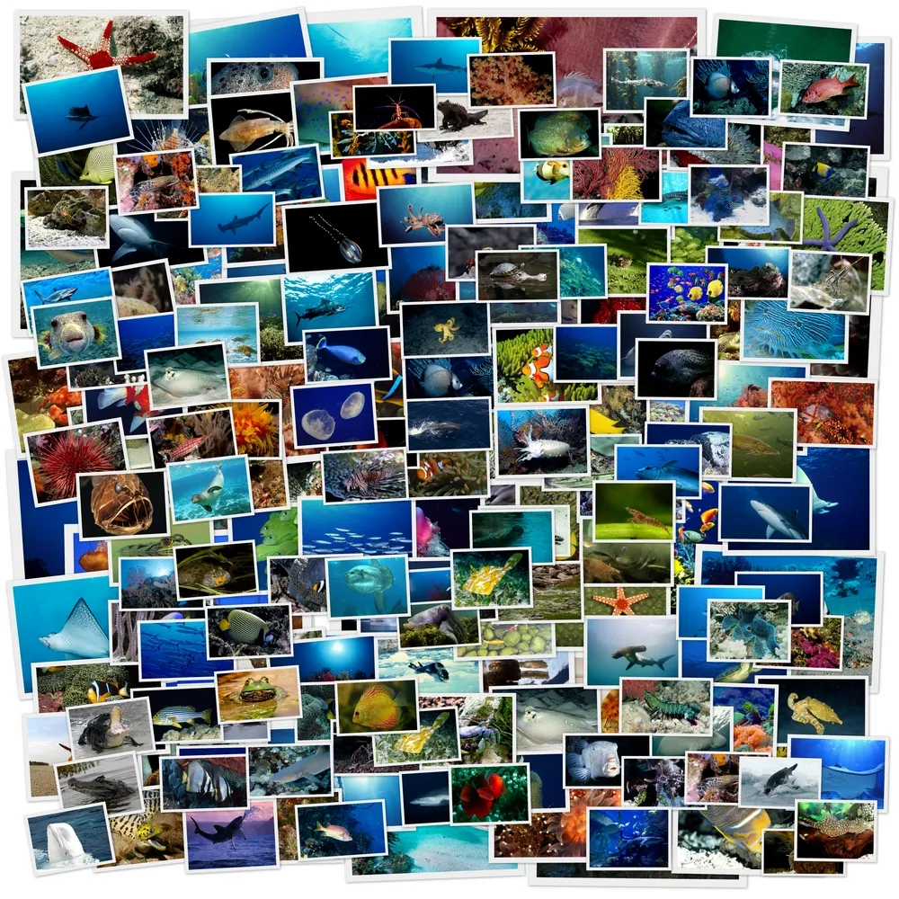 A collage of many small photographs showcasing diverse marine life from oceans and coral reefs.