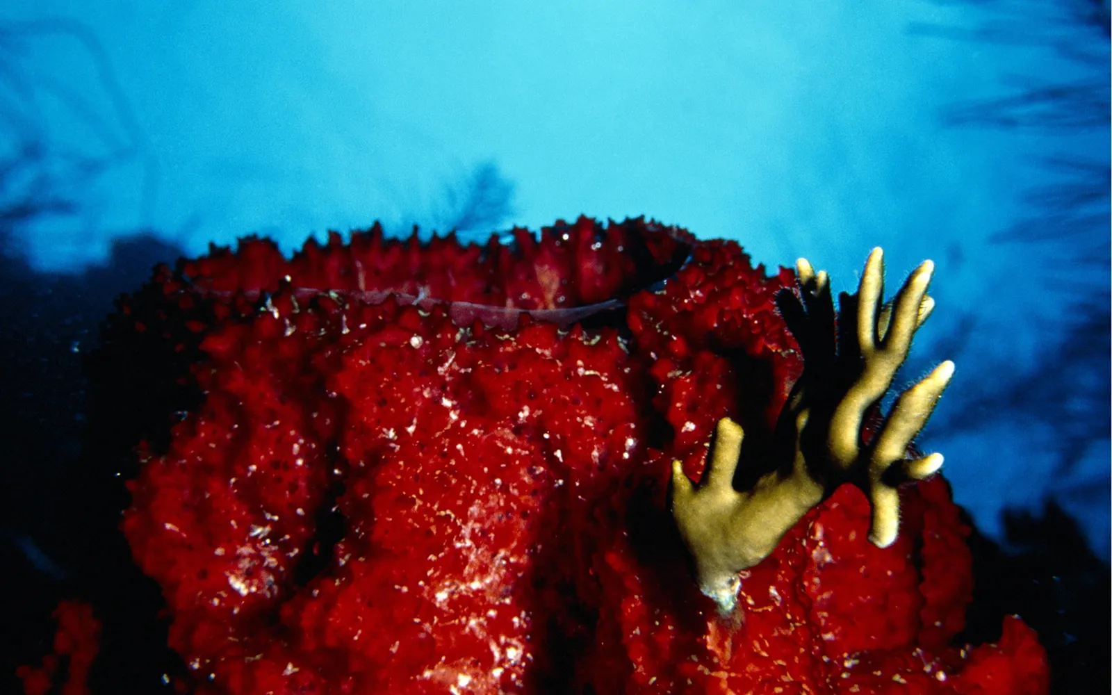 A large, textured red sea sponge with a small, branching yellow coral growing on its surface, set against a deep blue ocean background.