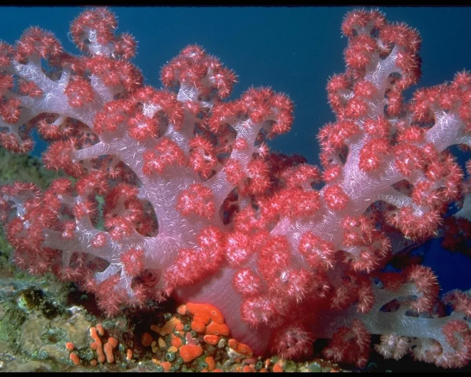 A close-up of a pink soft coral branch with small polyps extending from its surface, set against a deep blue ocean background.