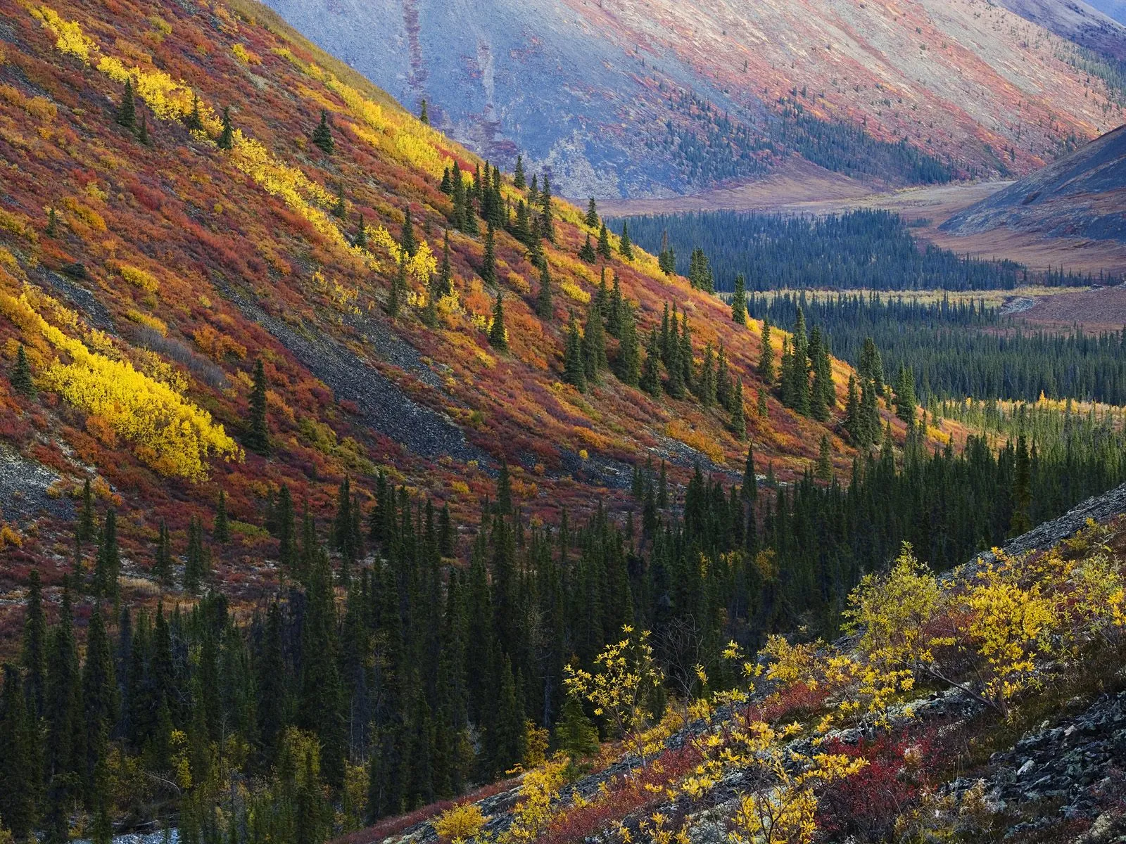 Mountain slopes ablaze with autumn foliage stretch towards a distant valley under soft, diffused light.