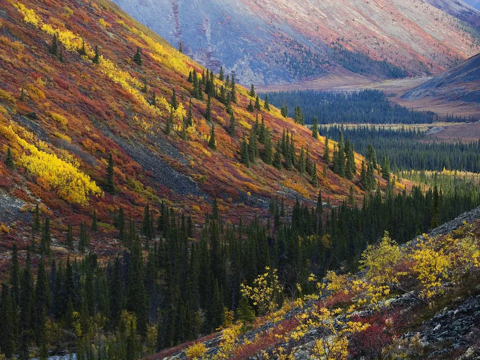 Mountain slopes ablaze with autumn foliage stretch towards a distant valley under soft, diffused light.