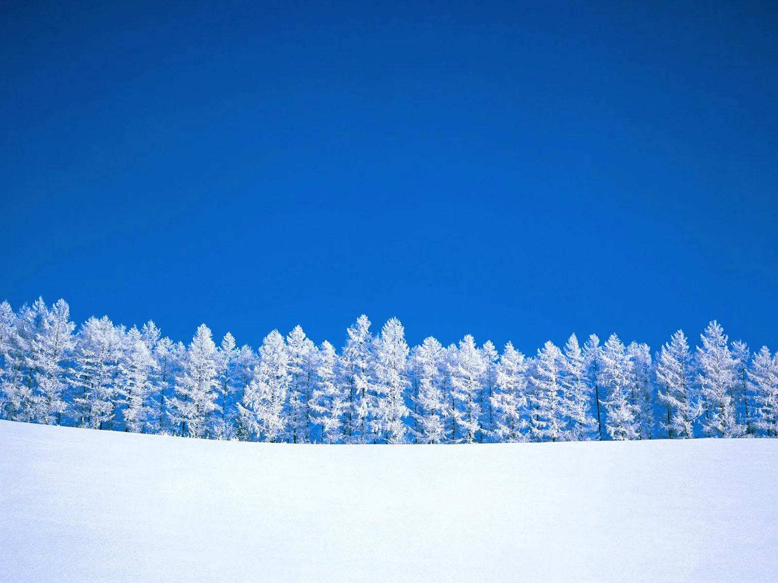 A line of snow-covered pine trees against a bright blue sky with a snowy foreground.