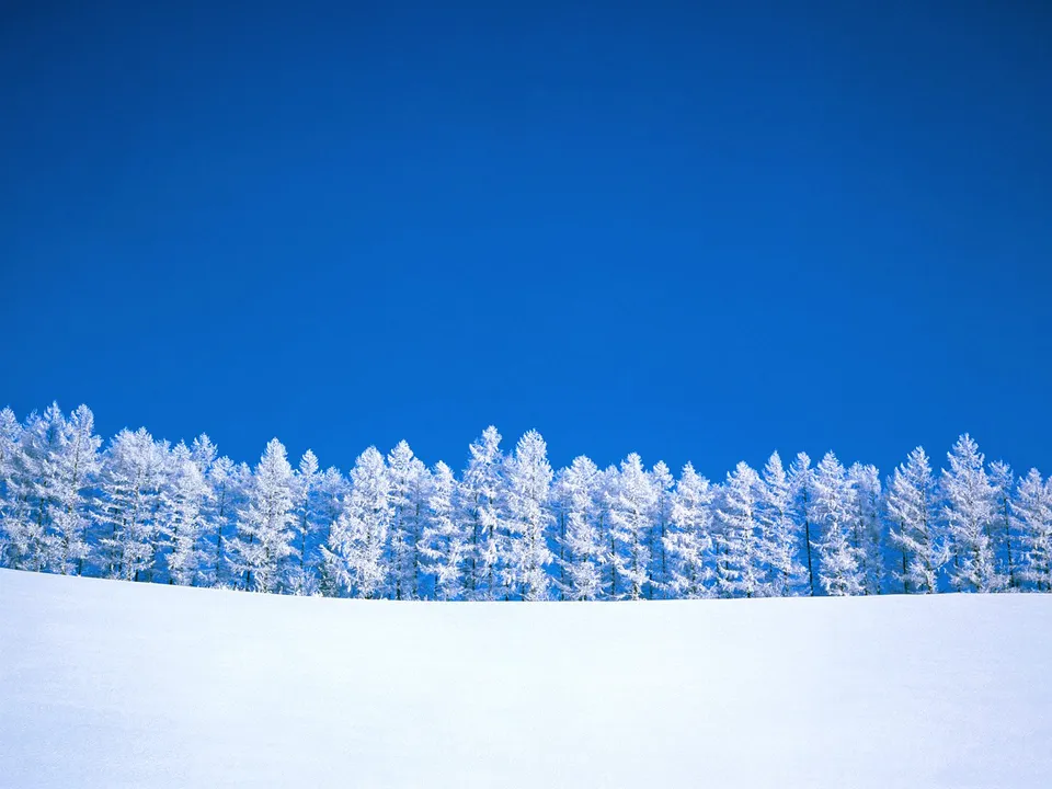 A line of snow-covered pine trees against a bright blue sky with a snowy foreground.