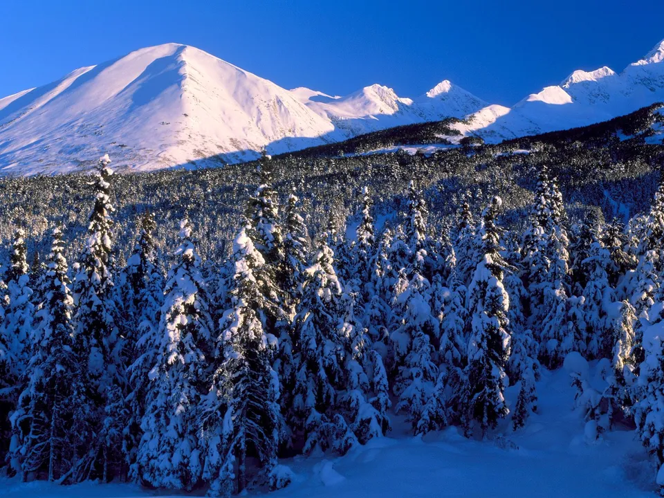 A clear blue sky above snow-covered mountain peaks and a dense pine forest covered in snow.