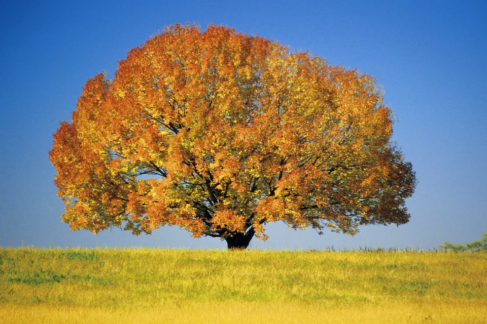 A large tree displays its brilliant orange and yellow foliage against a clear blue sky.
