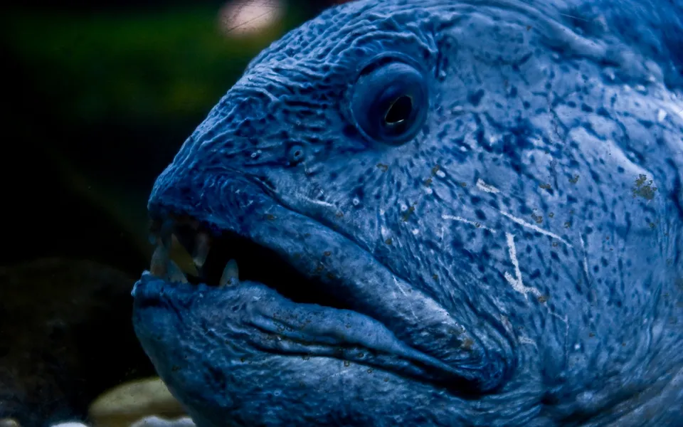 A close-up portrait of a vibrant blue wolf eel, showcasing its textured skin and visible teeth.