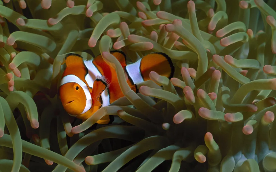 A clownfish peeks out from the green tentacles of a sea anemone.