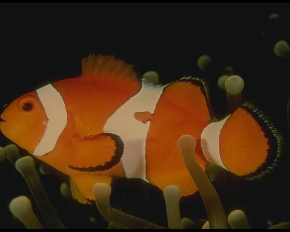 A striking clownfish with orange and white coloration is shown against a dark, deep-sea background.