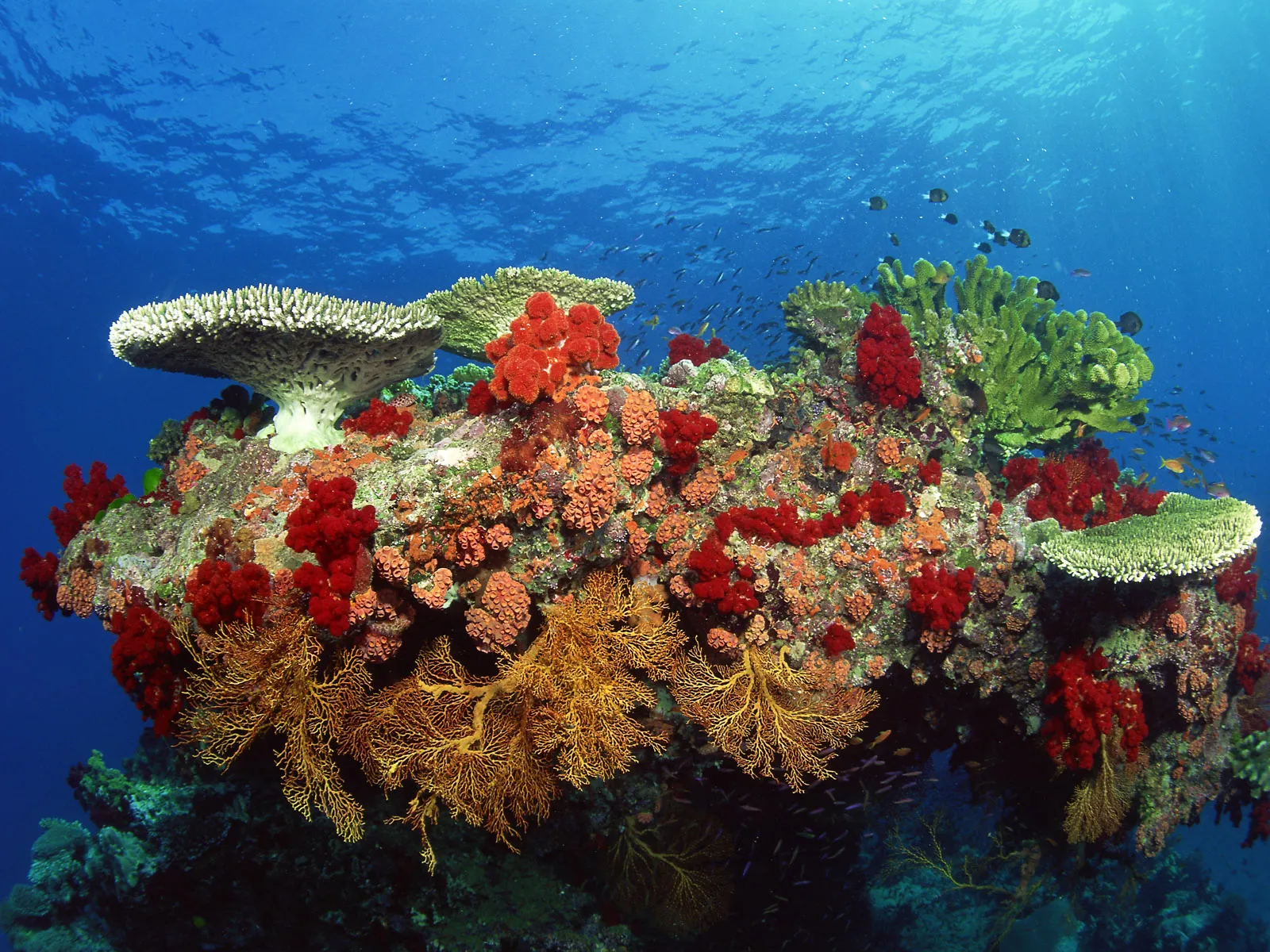 A diverse coral reef with vibrant red, orange, and green corals and small schools of fish.