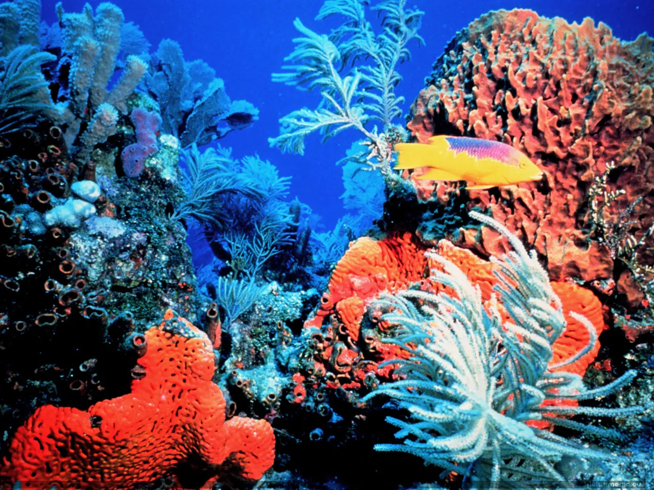 A bright yellow fish swims past colorful coral formations in a clear blue ocean.