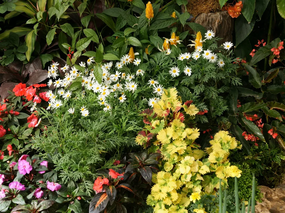 A close-up view of a lush garden bed filled with various colorful flowers and green foliage.