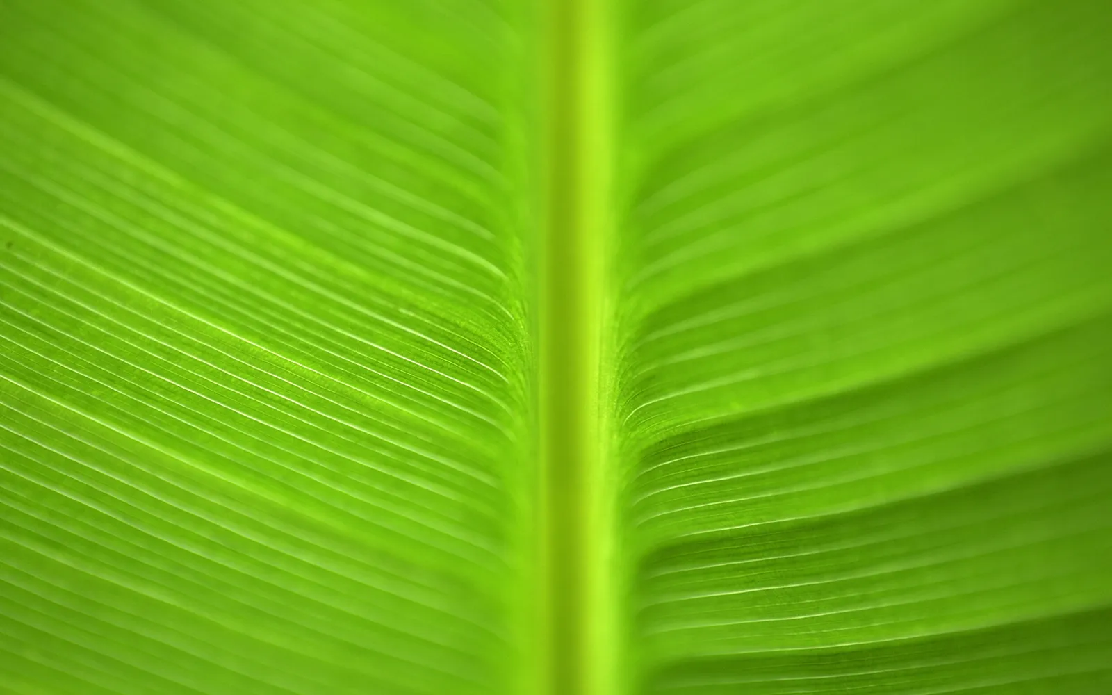 Close-up of a vibrant green banana leaf showing its central vein and parallel lines.