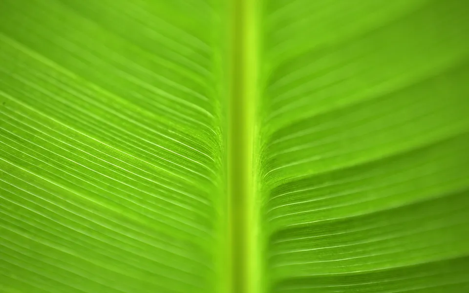 Close-up of a vibrant green banana leaf showing its central vein and parallel lines.