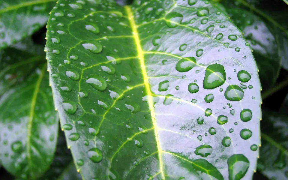 Close-up of a vibrant green leaf covered in numerous water droplets after rain.