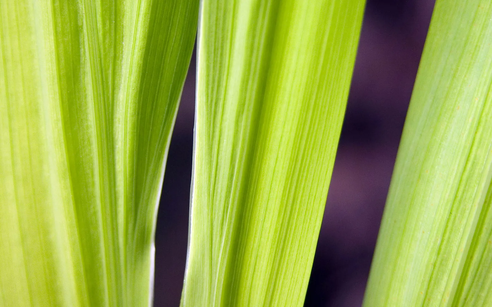 Close up of vibrant green plant leaves with visible parallel veins and smooth texture.