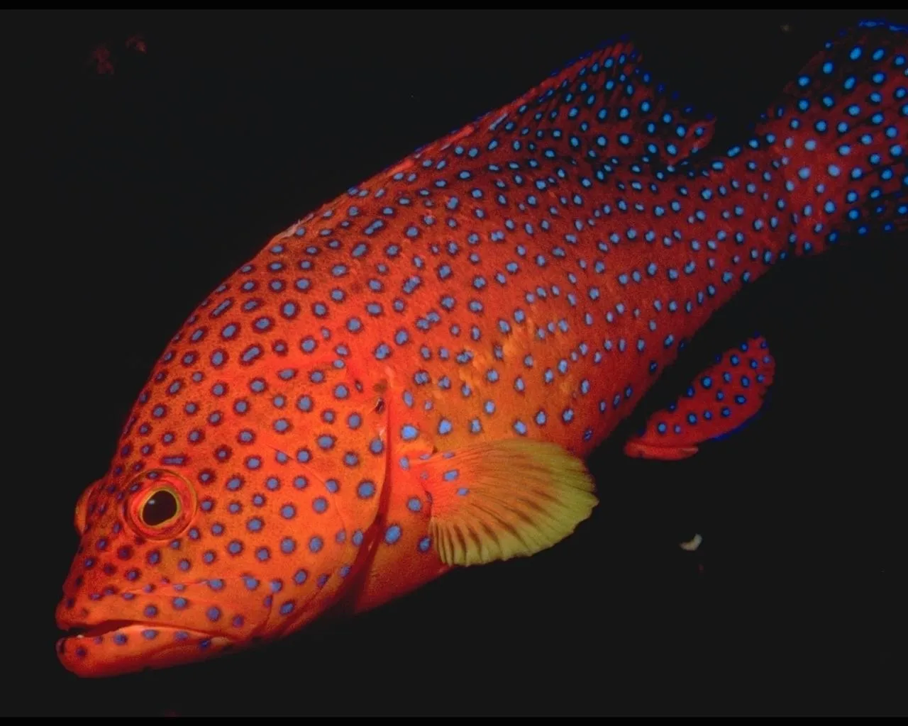 A vibrant orange grouper with electric blue spots swims in its underwater habitat.