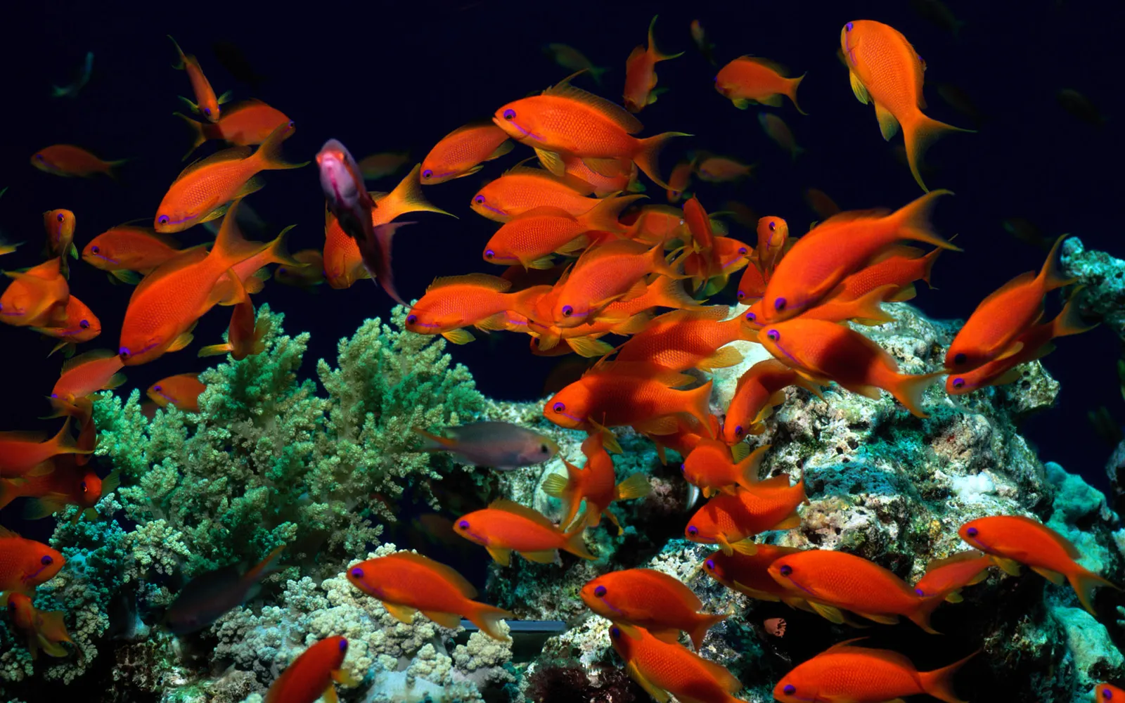 A school of vibrant orange fish swims near a textured green coral formation in dark blue water.