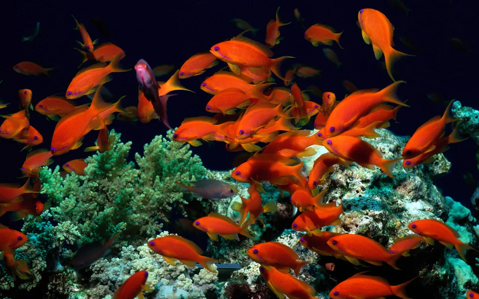 A school of vibrant orange fish swims near a textured green coral formation in dark blue water.