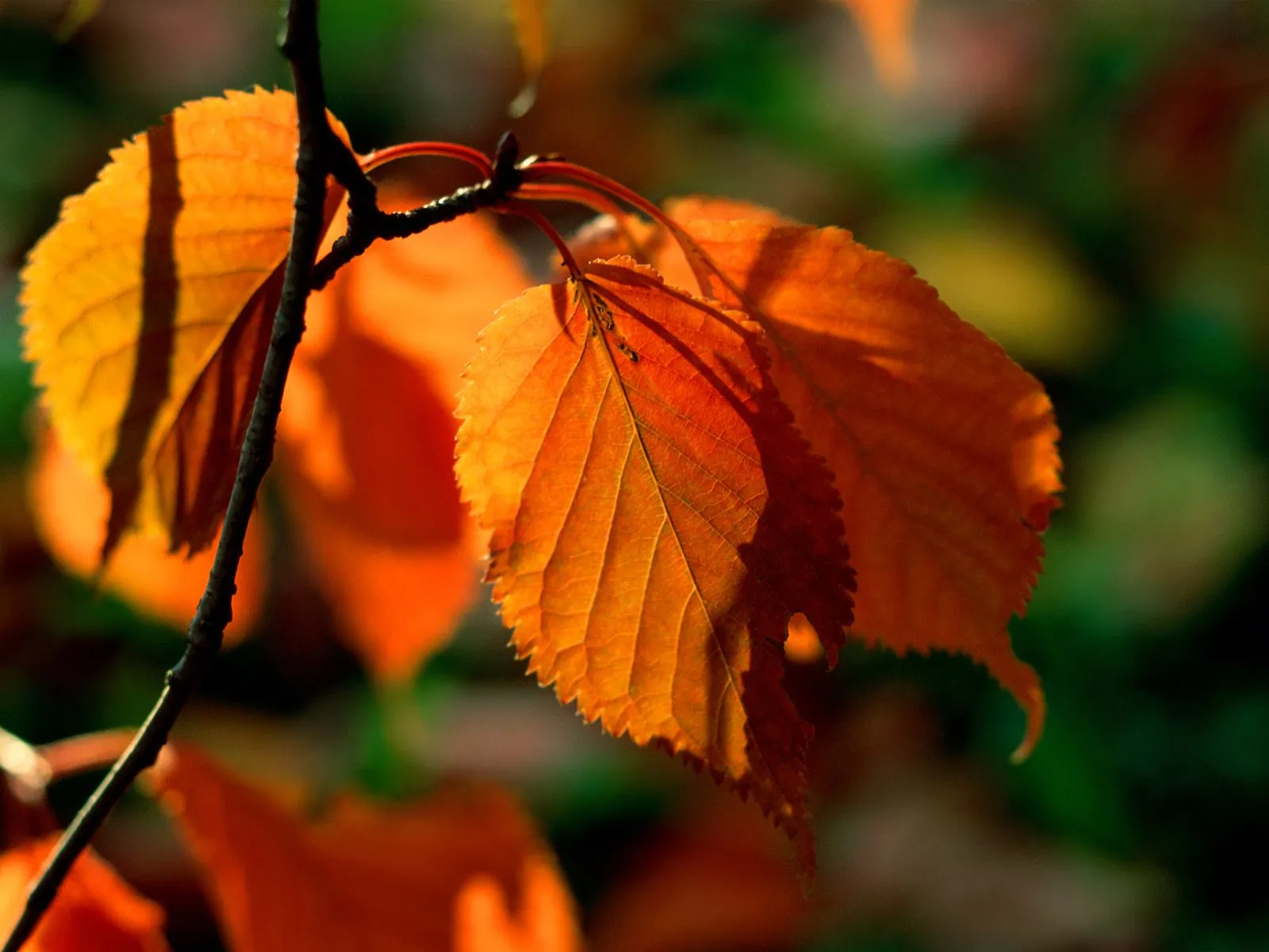 Close-up of bright orange autumn leaves with serrated edges, backlit by sunlight.