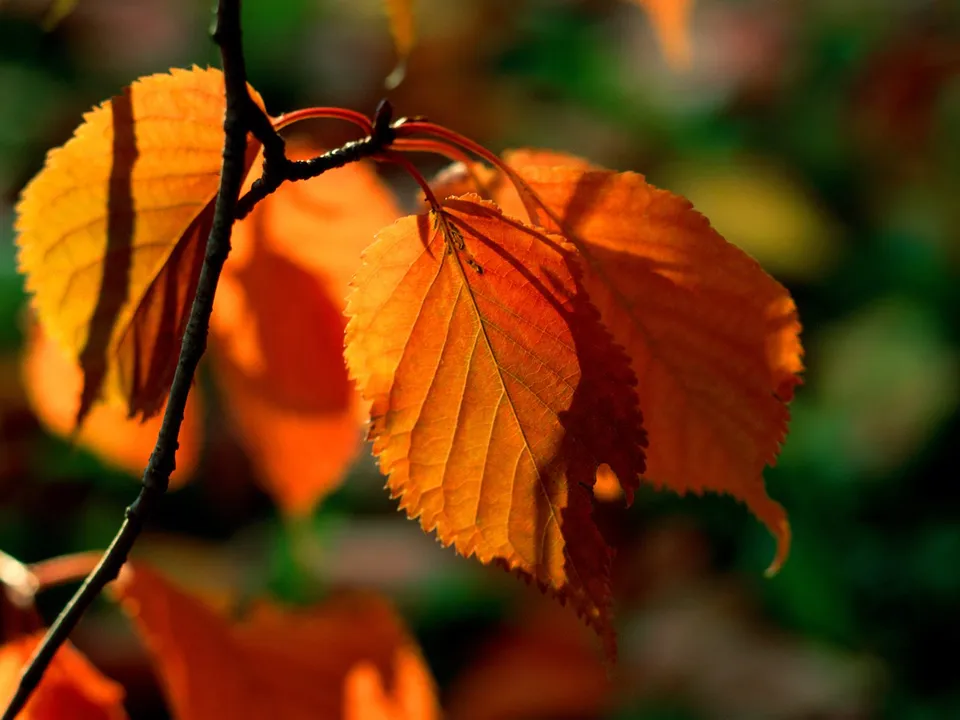 Close-up of bright orange autumn leaves with serrated edges, backlit by sunlight.