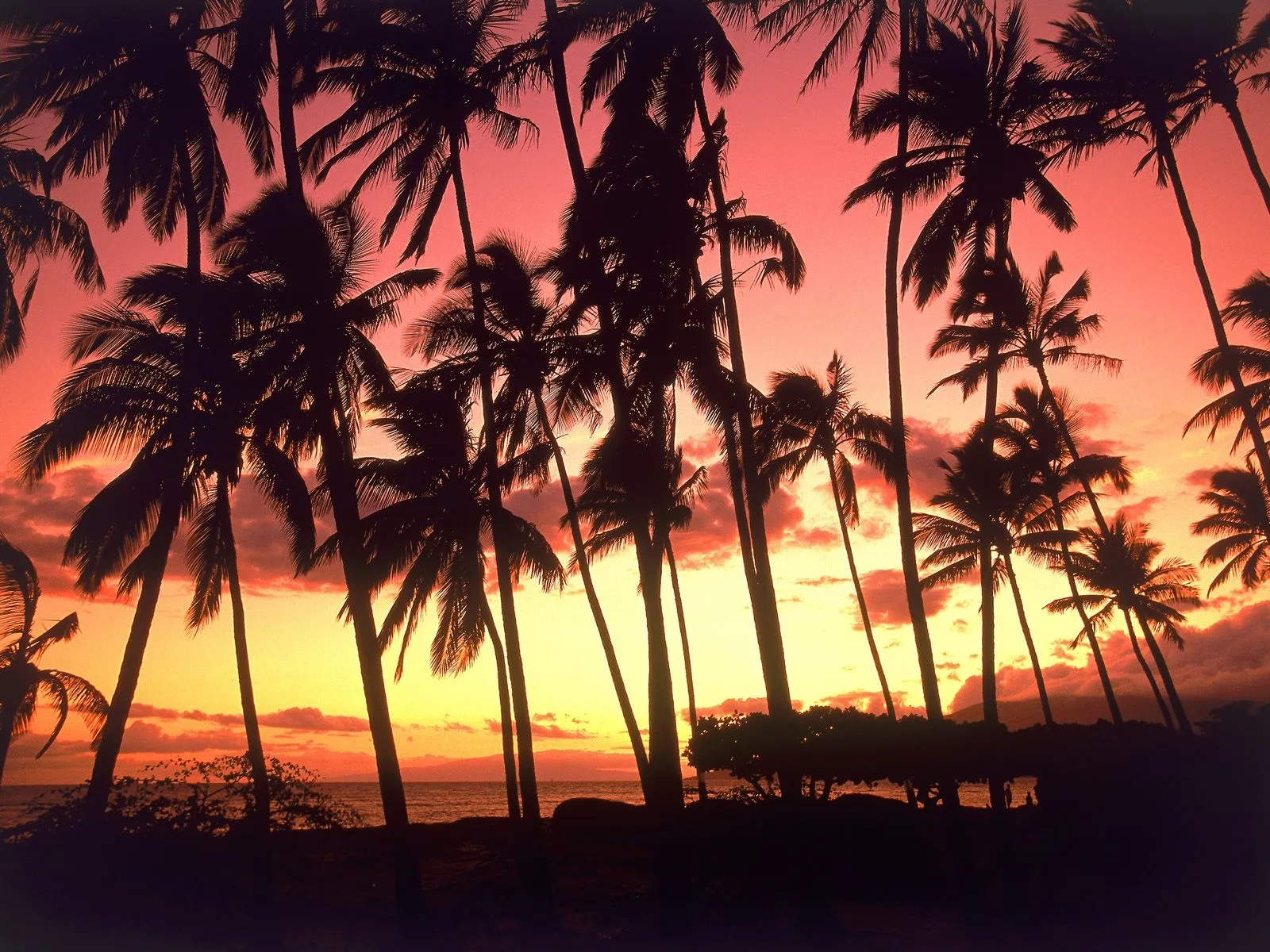 Silhouetted palm trees stand against a vibrant pink and orange sunset sky.