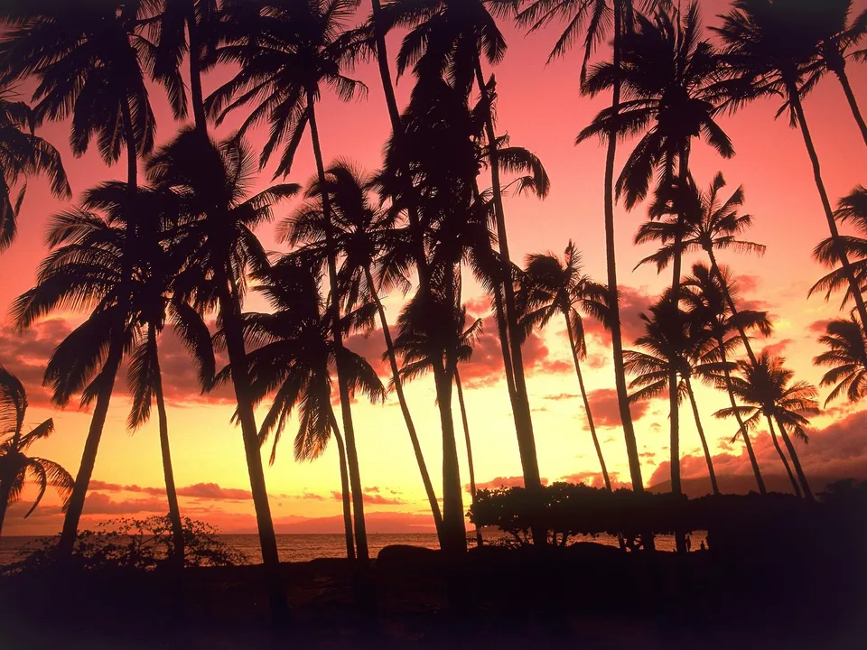 Silhouetted palm trees stand against a vibrant pink and orange sunset sky.