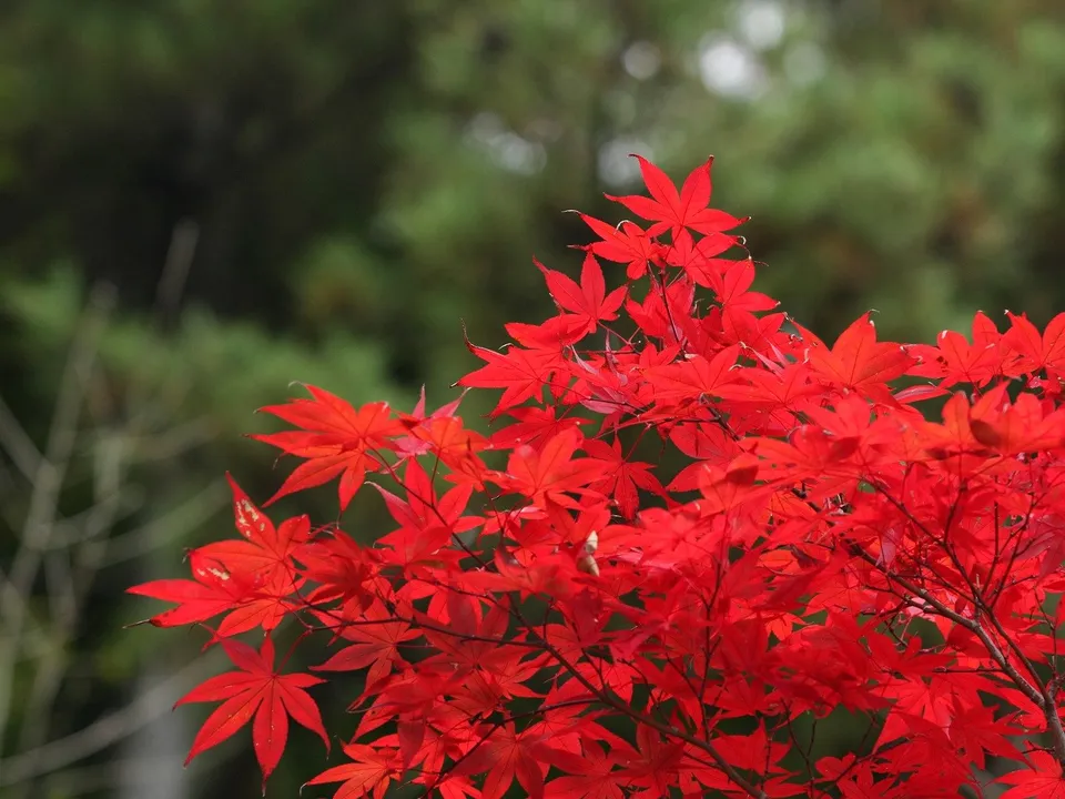 Bright red maple leaves are in focus against a blurred background of dark green foliage.