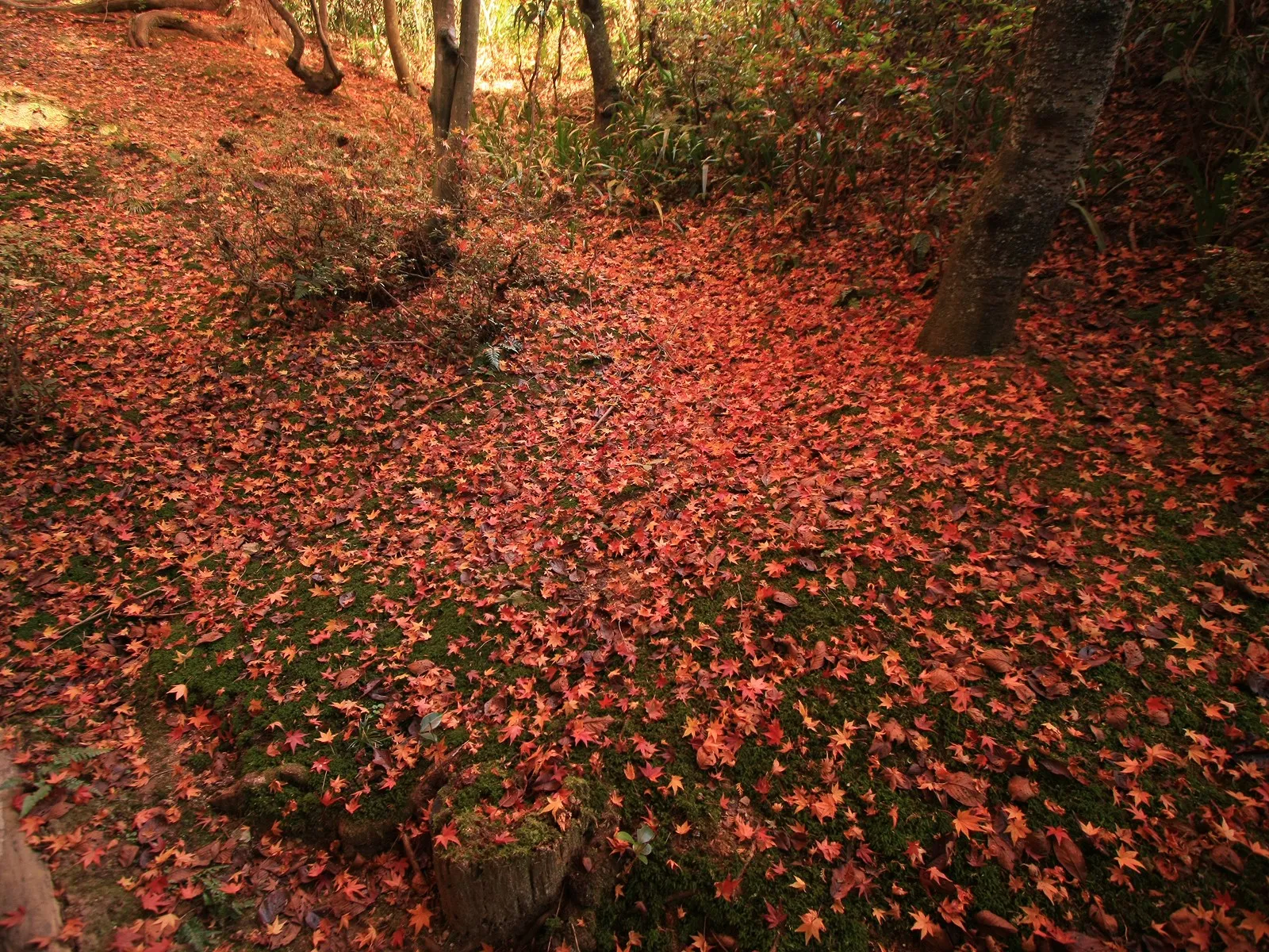 A forest floor is completely covered in vibrant red maple leaves, contrasting with green moss.