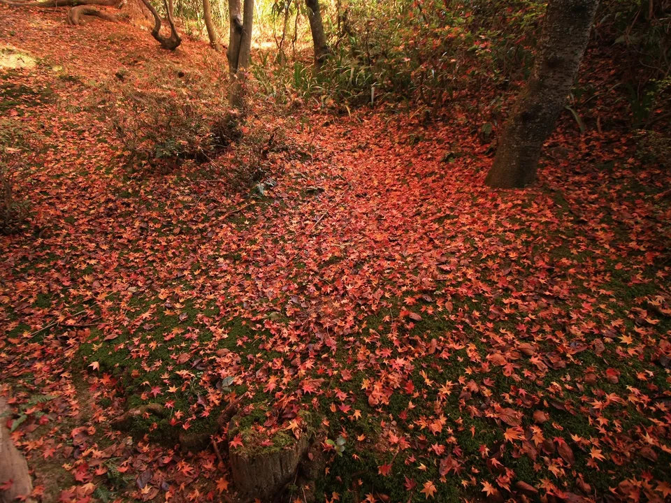 A forest floor is completely covered in vibrant red maple leaves, contrasting with green moss.