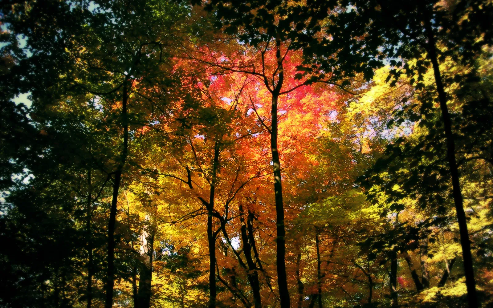 A dense forest canopy in autumn with striking red, orange, and yellow foliage.