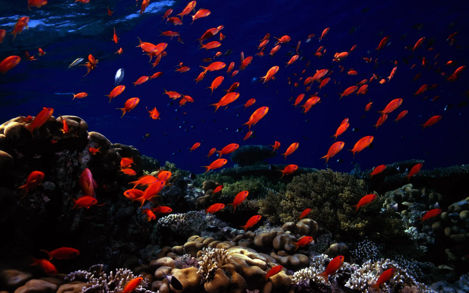 A vibrant school of small, bright red fish swim in unison in the deep blue ocean near a coral reef.