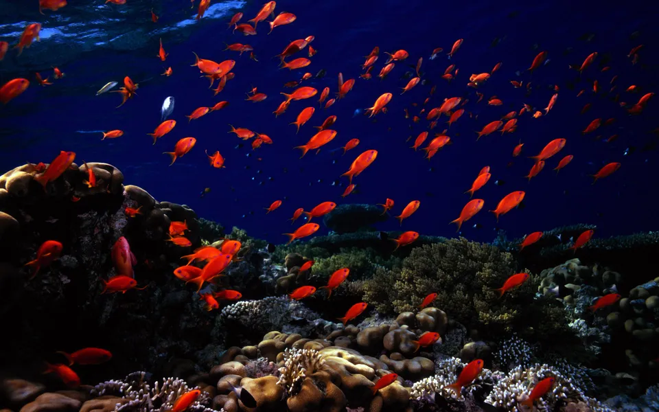 A vibrant school of small, bright red fish swim in unison in the deep blue ocean near a coral reef.