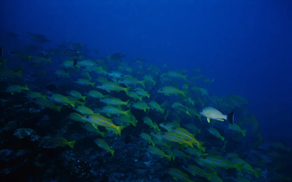 A dense school of yellow and blue striped fish navigates deep blue ocean waters near a rocky reef.