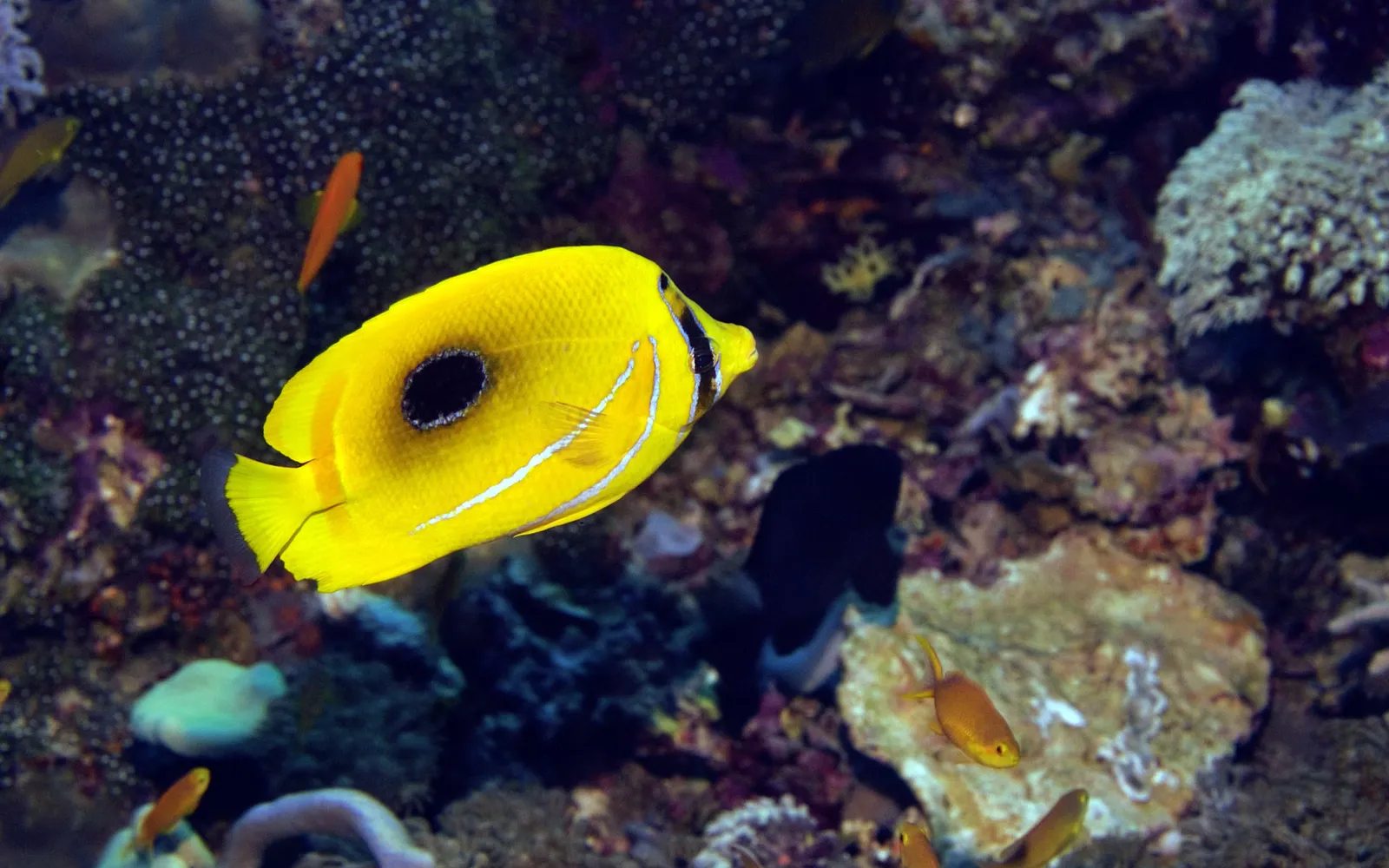 A yellow butterflyfish with black eye spot and white stripes swims in a colorful coral reef.