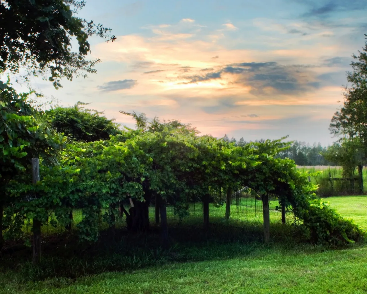 A long, green vineyard arbor with lush foliage stretches across a grassy field under a colorful sunset sky.