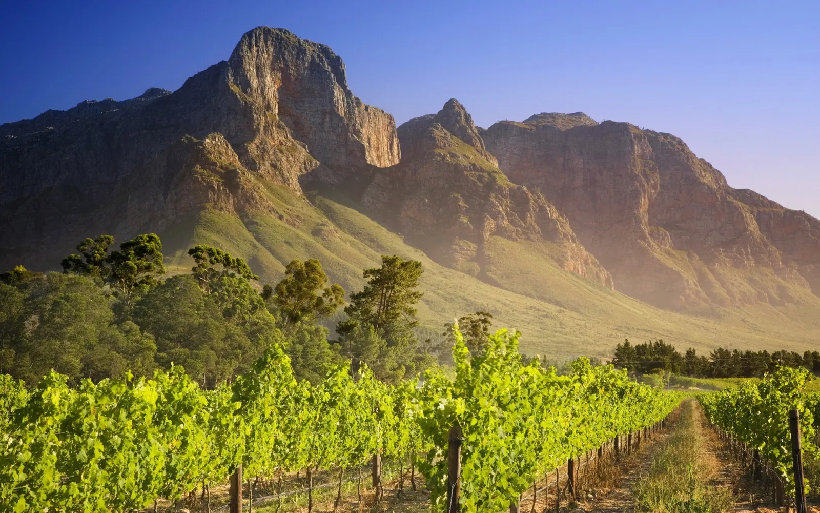 Rows of vibrant green grapevines stretch towards a towering, rugged mountain range under a clear blue sky.