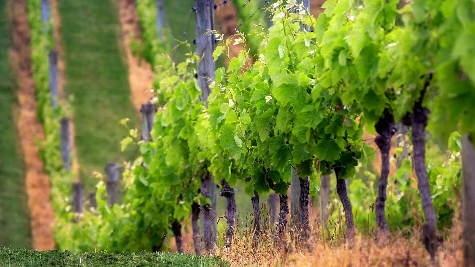 Rows of vibrant green grapevines stretch into the distance, supported by wooden posts.