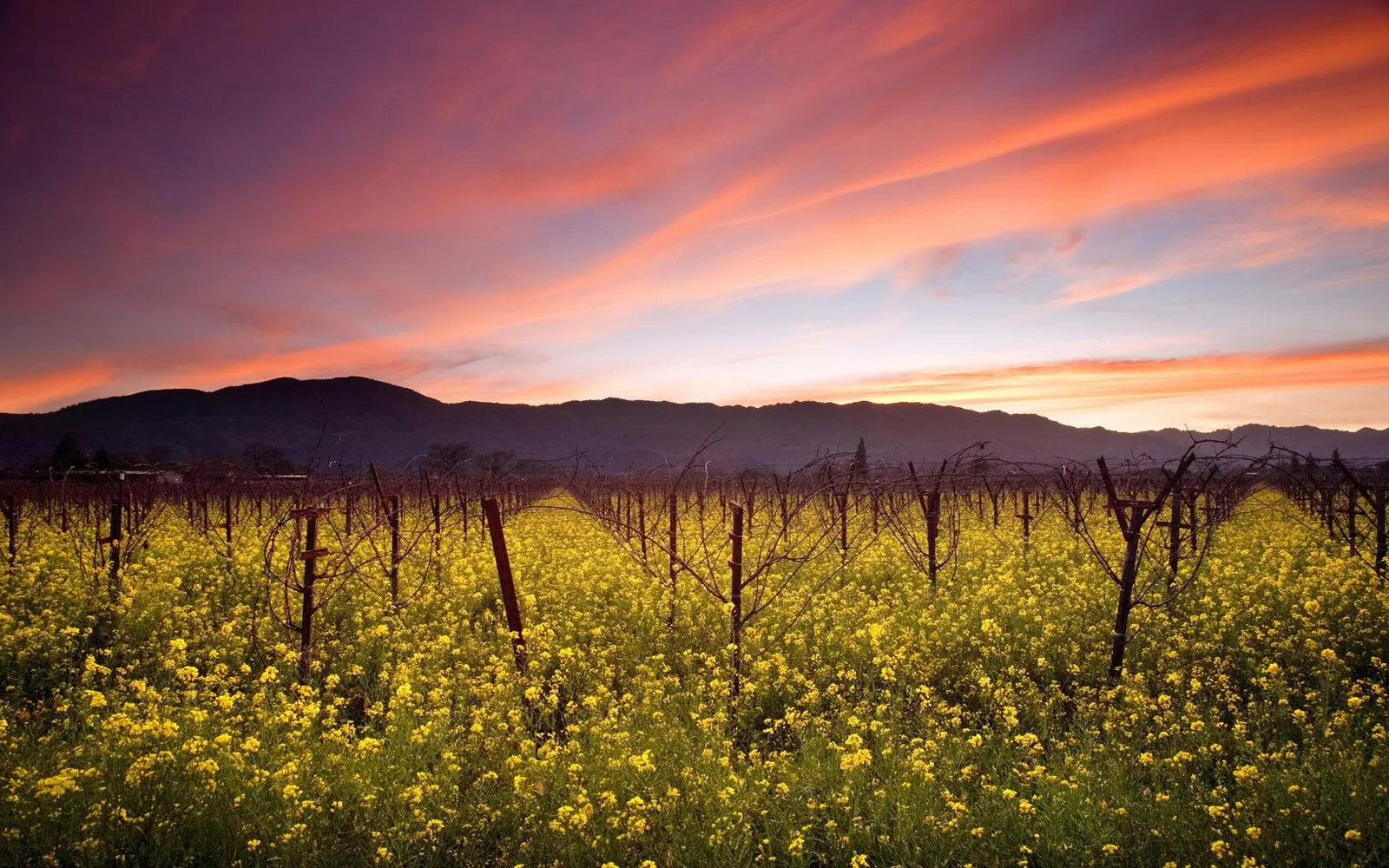 A vineyard field covered in yellow flowers under a dramatic sunrise sky with mountains in the background.