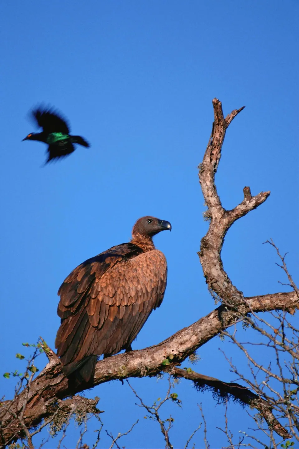 A large vulture perches on a bare tree branch, while a smaller bird flies in the background against a clear blue sky.