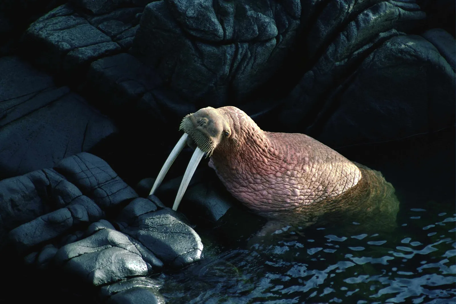 A large walrus with tusks rests partially submerged in dark water next to dark, textured rocks.