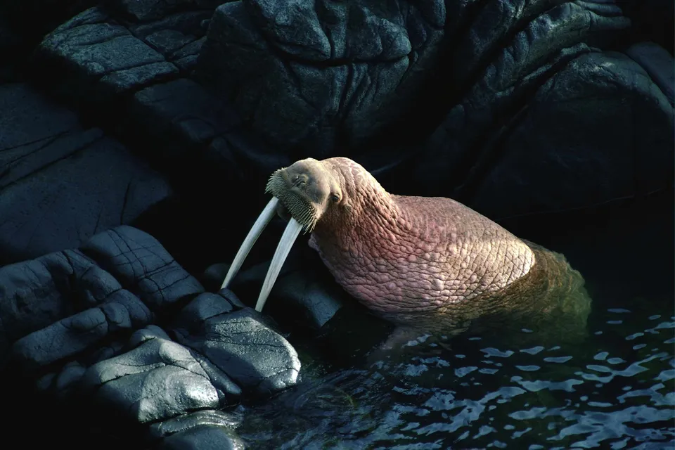 A large walrus with tusks rests partially submerged in dark water next to dark, textured rocks.