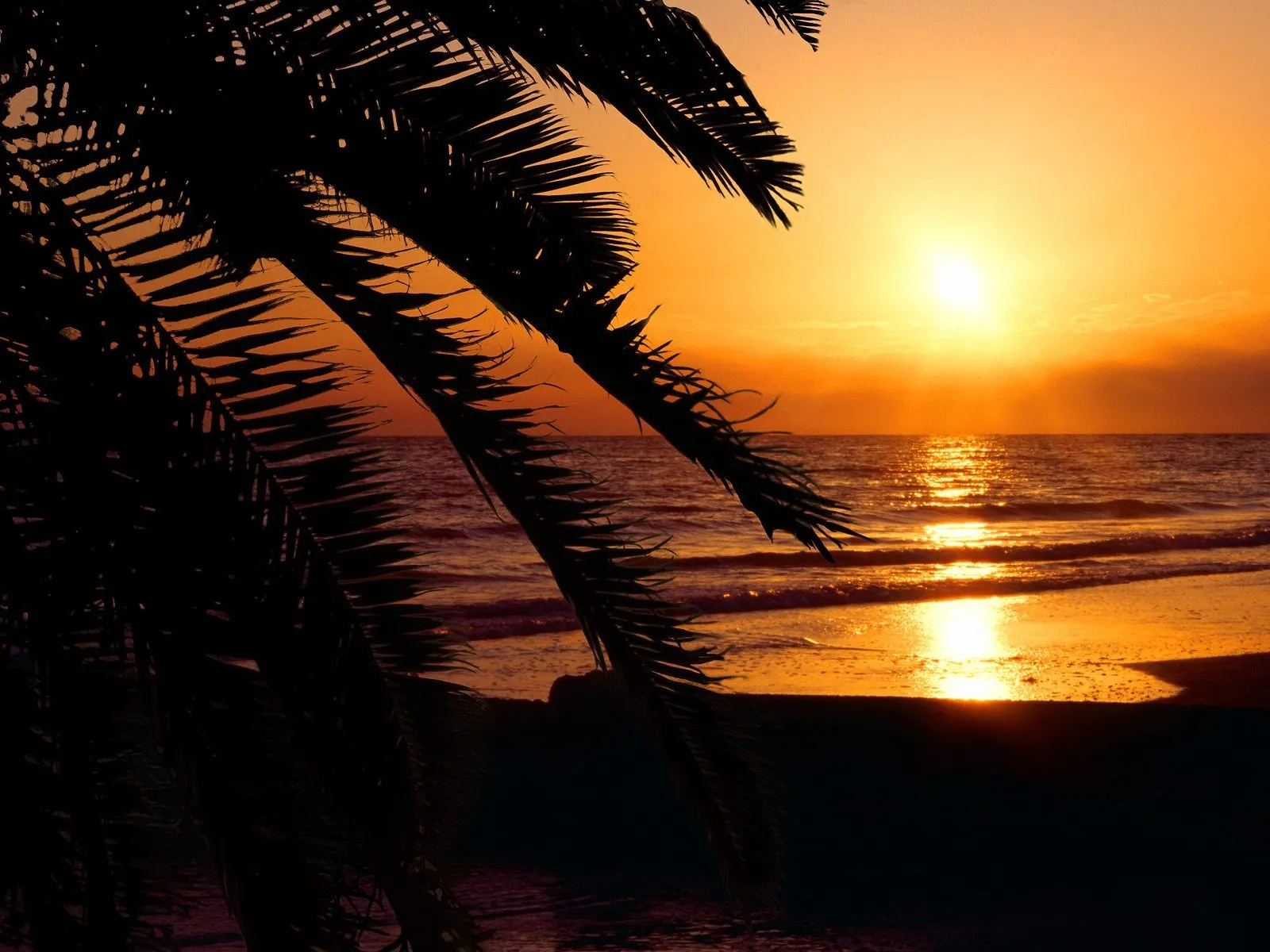 Palm fronds silhouetted against a tropical sunset with a golden glow on the beach.