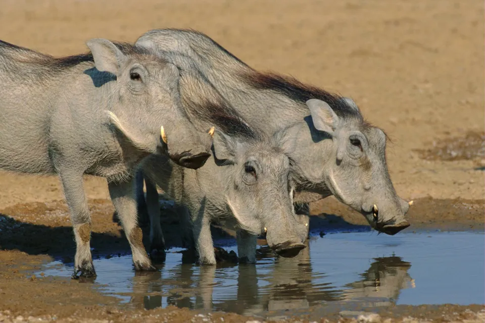 Three warthogs are drinking water from a shallow waterhole in a dry, sandy environment.