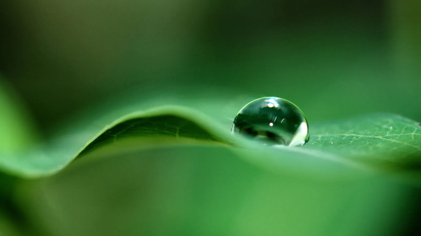 A close-up macro shot of a single, clear water droplet resting on a vibrant green leaf.