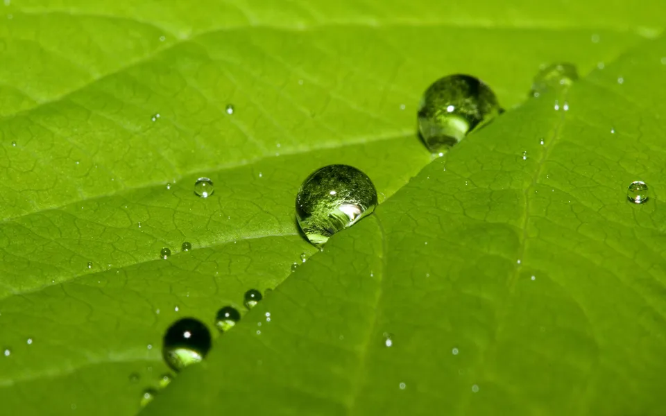 Three large water droplets rest on a green leaf, with smaller droplets forming a line.